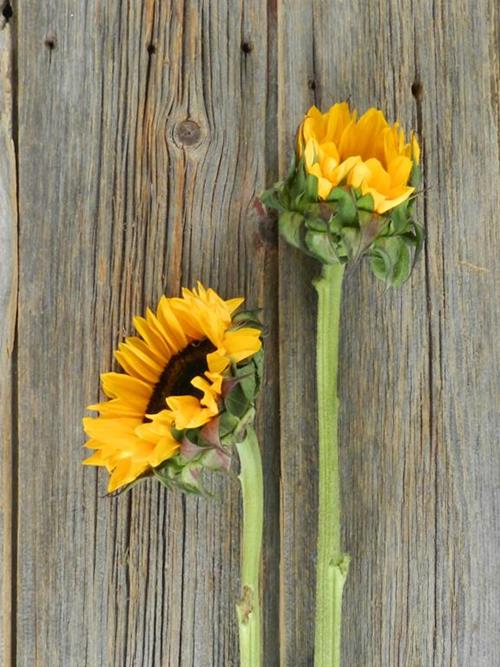 SUPERIOR GOLD  YELLOW SUNFLOWERS--5 STEM BUNCHES